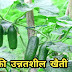 खीरा की उन्नतशील खेती कैसे करें ! Cucumber Farming In Hindi