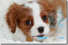 puppy face two