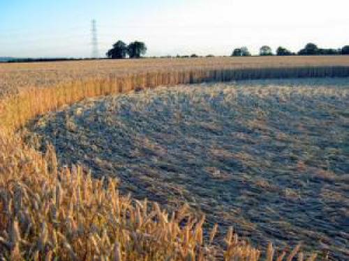 New Crop Circle Was Found At Standals Farm Nr Bishopstone In Buckingham Uk