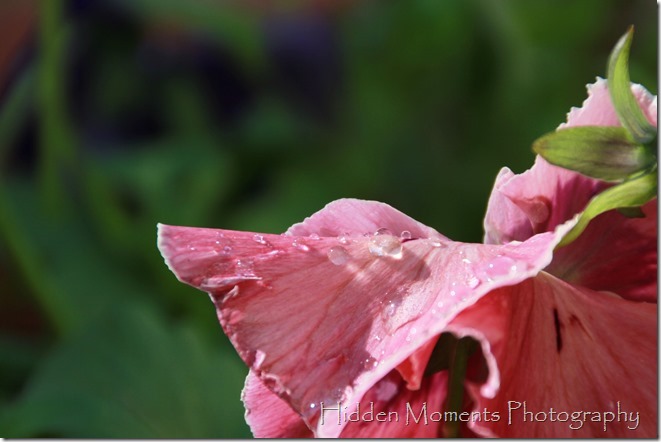 Morning Pansy Dew 2