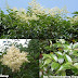 Lệch sáng - White Wax Tree.