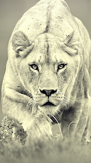 Hunting Lion Samsung Galaxy S3 Animal Wallpapers