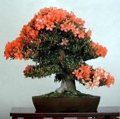 bonsai trees