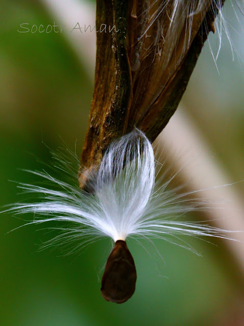 Marsdenia tomentosa