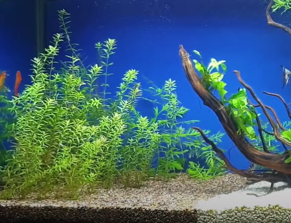 What aquarium plants can grow in brackish water?