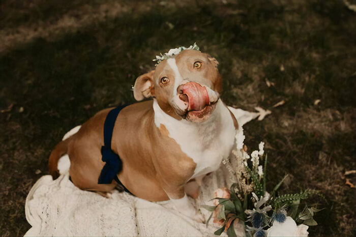 Pit Bull Got Her Own Maternity Photoshoot, And She Looks Stunning