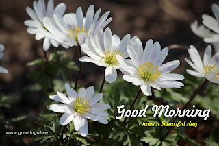 good morning wishes with white flowers