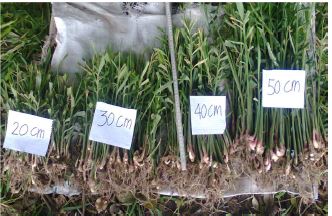 Growth and rhizome yield of Ginger (Zingiber officinale) using plantlets with various heights as planting materials