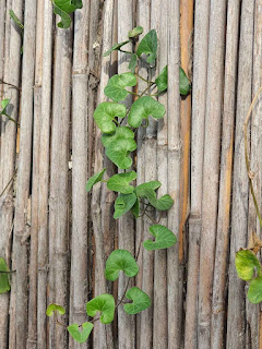 Climbing Plant photo