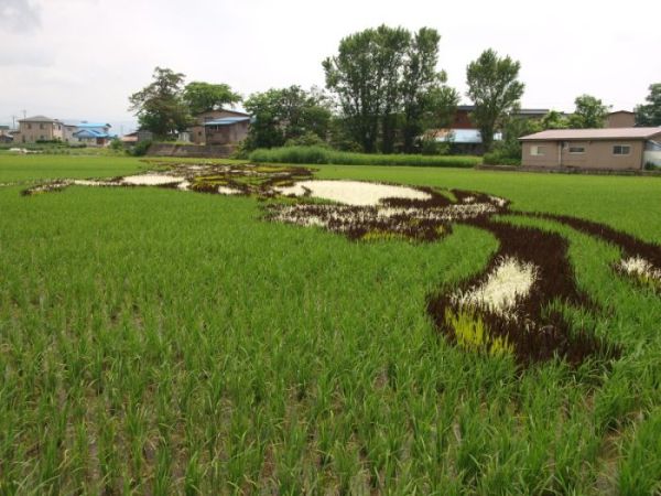 Japanese Rice Field Creative Art Work - AmAzing Photos Seen On www.coolpicturegallery.us