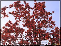 Palash flowers in Salt Lake