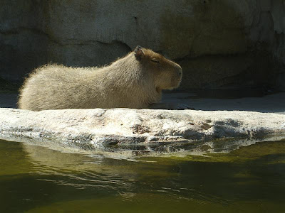 jacksonville fl zoo