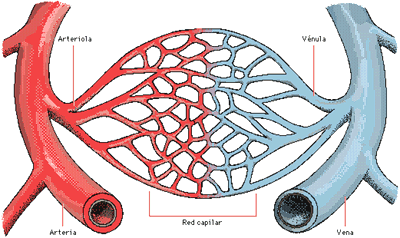 Resultado de imagen de els vasos sanguinis