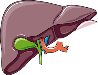 Gallbladder: All You Need to Know