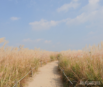 Haneul Park consists of vast grassland; it is covered with eulalias and wild flowers in their most natural state.