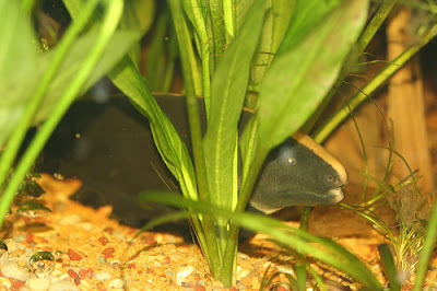 ikan blackghost