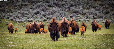 yellowstone