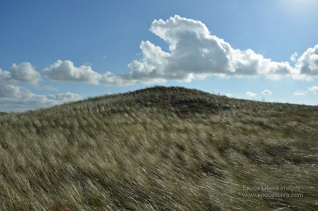 Landscape in Dunes of Texel National Park.