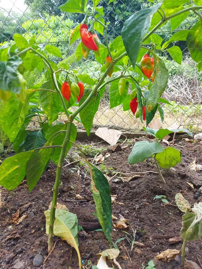 Pimento pepper tree with bunches of peppers ready to to picked.