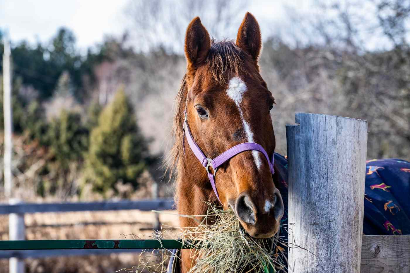 horse eating hay by gate - how nutritional imbalances affect hoof quality