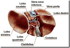 fegato