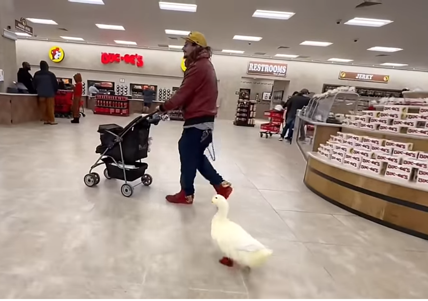 a man shopping with a service duck by his side