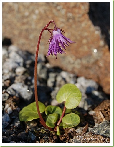 Soldanella alpina