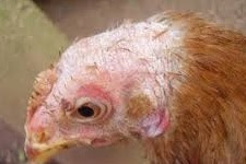 ayam terserang penyakit kulit, CARA MENGOBATI PENYAKIT KURAP ATAU KOREP PADA AYAM BANGKOK ADUAN