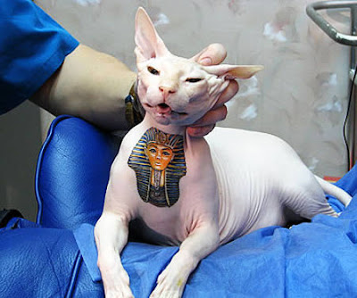 Sphynx Cat Tattoo