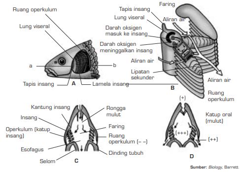 Respirasi atau Pernapasan pada Hewan  Invertebrata dan Pada 