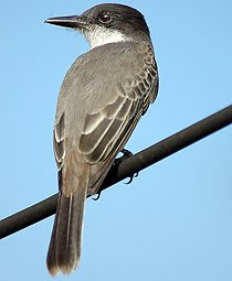 tirano cubano Tyrannus cubensis aves de Cuba en peligro de extincion