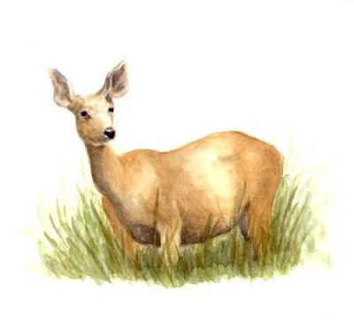 Painting Mule Deer