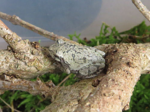 gray tree frog in a terrarium