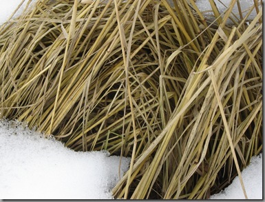Calamagrostis 'Overdam' in March