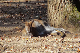 ZOO Tirgu Mures