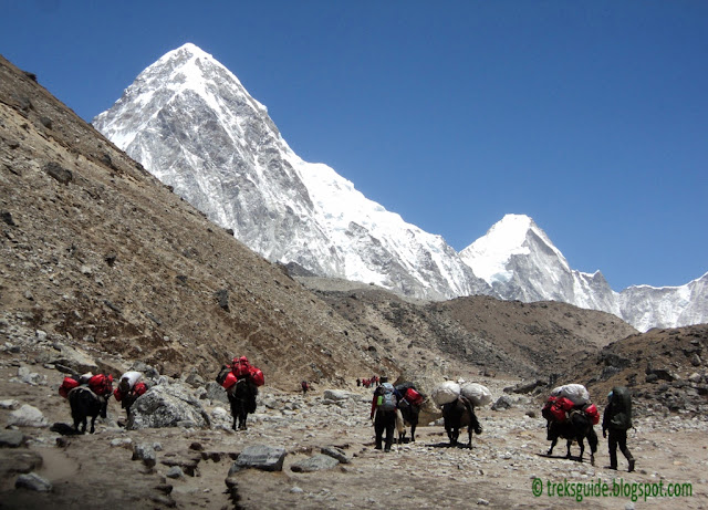 Yak trekking