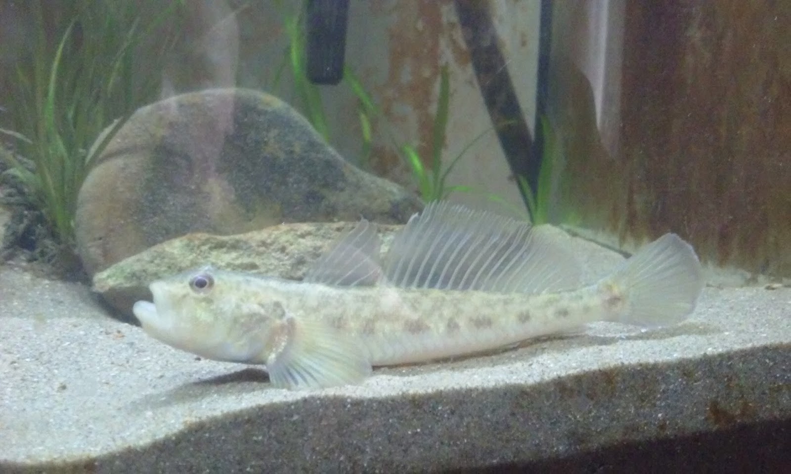 Cool Goby Blog: My Freshwater Gobies in their Biotope Aquarium