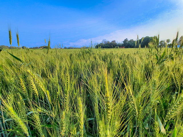 En riesgo soberanía alimentaria si no hay rescate al campo