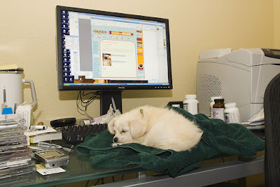 printer and dog