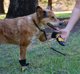 dog shoes for hot or cold 