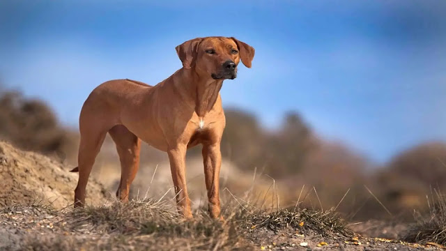 Rhodesian Ridgeback