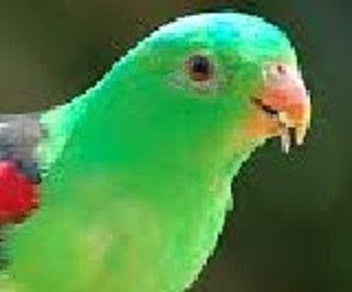 write a short essay describing your favorite bird peacock