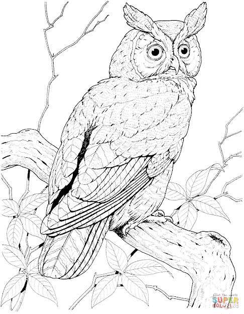 Perched Long Eared Owl