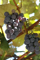 grapes