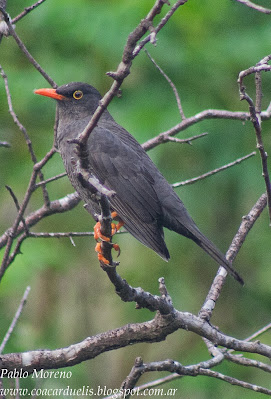 zorzal chiguanco,zorzal negro