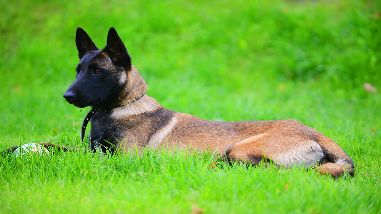 Berger malinois