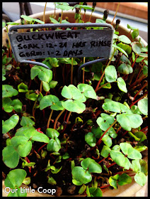 gardening microgreen garden plants buckwheat