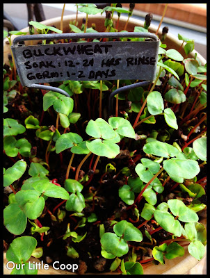 gardening microgreen garden plants buckwheat