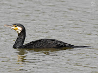 Cormorán grande / Corb marí gros (Phalacrocorax carbo)