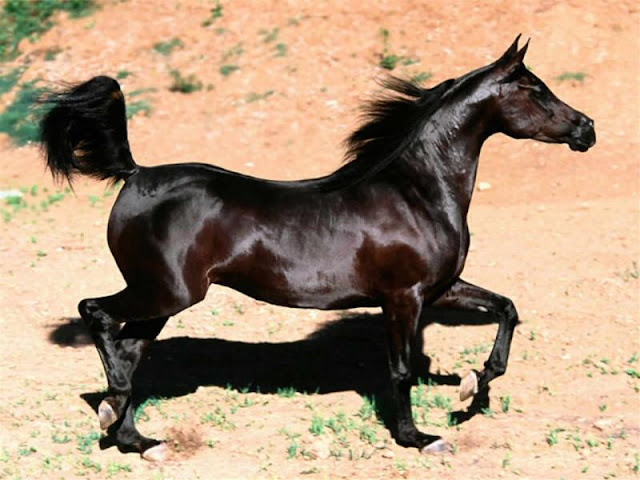 Resultado de imagen de animales por la tierra